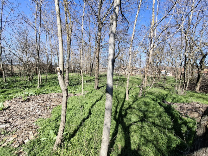 Vânzare teren + casă bătrânească în Răcari, la DN71