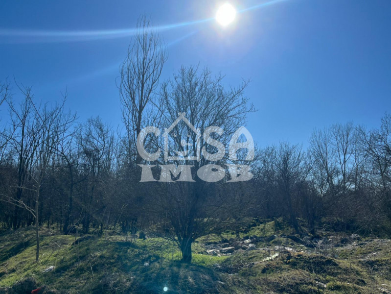 Teren extravilan pădure -  6.000 mp, vizavi de Insula Crabilor, Ionești