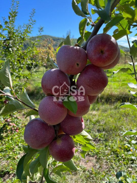 Vânzare teren livadă în com. Bărbulețu